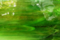 Preview: 709wo Mystic, grün, bernstein, Auflicht