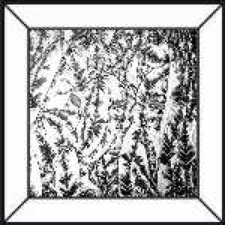 Eisblume Quadrat Bevel 4" - ca. 10cm