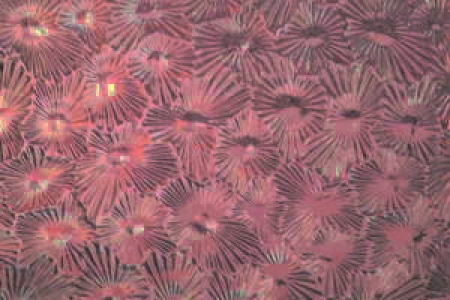 Sternchenglas violett