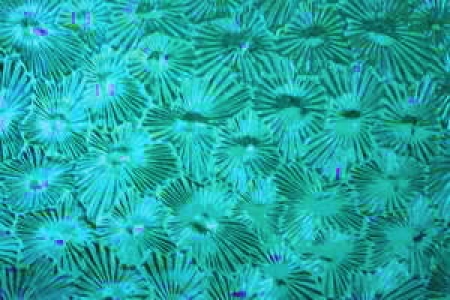 Sternchenglas blau