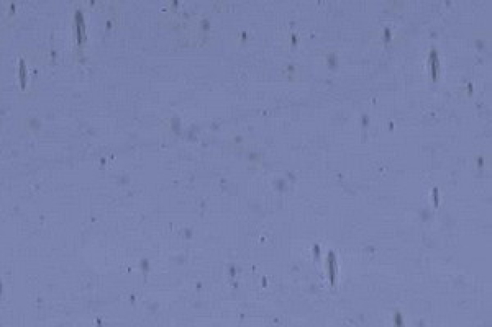 1286xxx violett-blau