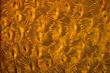 Sternchenglas dunkelgelb
