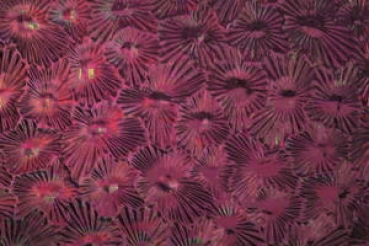 Sternchenglas dunkelviolett