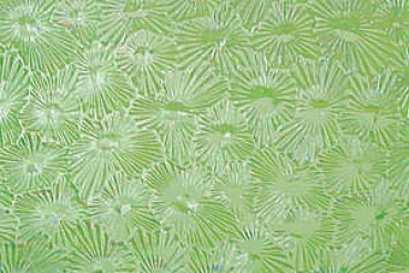 Sternchenglas grünlich