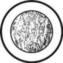 Runder Eisblumenbevel 3