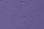 2408xh blauviolett