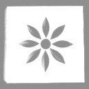 Friesecke weissopak, Stern-Blume