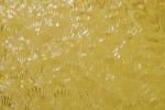 Sternchenglas gelbgrün