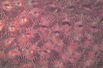 Sternchenglas violett