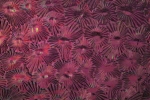 Sternchenglas dunkelviolett