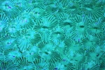 Sternchenglas blau