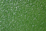 Ornamentglas Moss grün