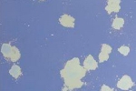 Antikspiegel Lunae