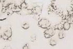 Antikspiegel Grigio Argento