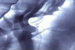 Kokomo, 42LL, grau, colorescent